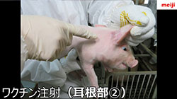 豚用ワクチン投与動画